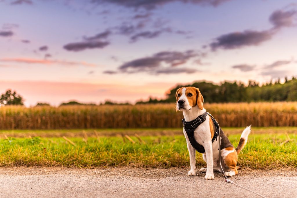 Beagle dog on Rural road. Road through fields leading to Austrian Village