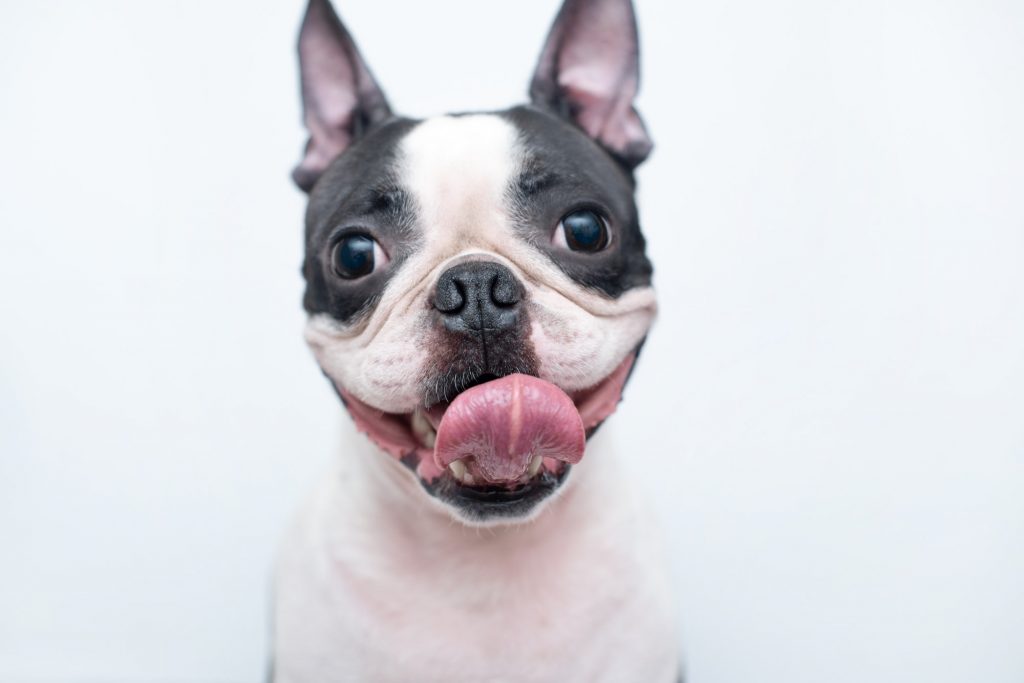 dog