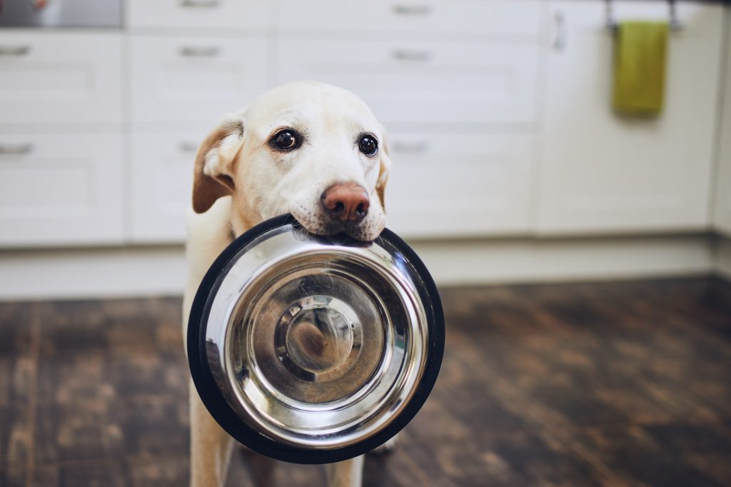 Dog waiting for feeding
